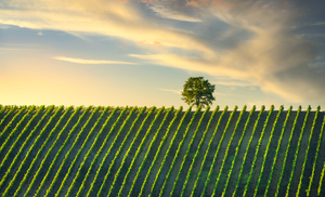 Vineyards and tree at sunset. Castellina in Chianti Tuscany