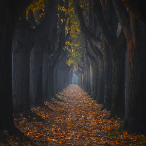 Autumn foliage in tree lined walkway. Lucca Italy
