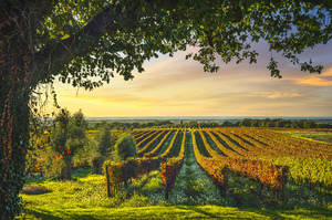 Bolgheri vineyards and a tree at sunset. Tuscany Italy