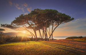 Pine tree group close to sea and beach. Baratti Tuscany.