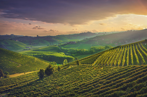 Langhe vineyards in the morning. Neive Italy