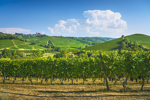 Langhe vineyards panorama. Italy