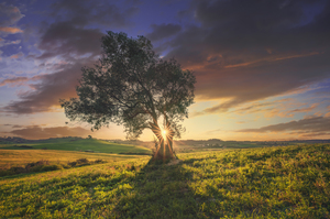 Olive tree at sunset. Tuscany Italy