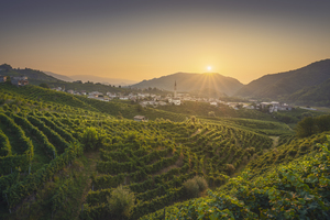 Prosecco Hills vineyards and Guia village at dawn.
