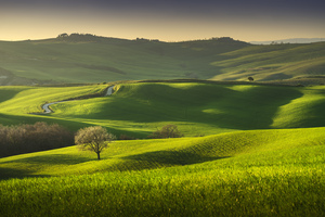 Springtime in Tuscany rolling hills and a tree. Pienza Italy