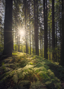 Acquerino nature reserve forest. Trees and ferns in the morning.