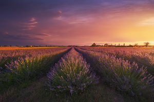 Lavender flowers fields and a beautiful sunset. Marina di Cecina 