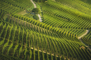 Langhe roads and trees among the vineyards. Italy