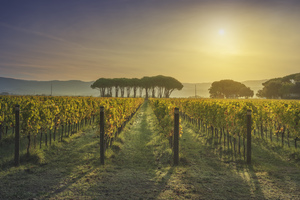 Bolgheri vineyard and pine trees at sunrise. Tuscany