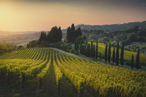 Vineyards at sunset in Maremma. Casale Marittimo. Tuscany 