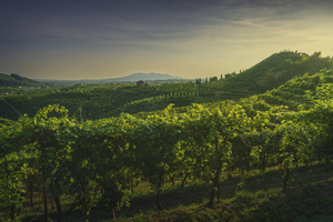 Vineyards of Prosecco at sunset. Valdobbiadene Italy