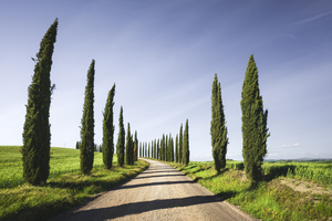 Cypress Trees and gravel road in Tuscany. Italy