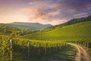 Langhe vineyards view and rural road. Barolo Italy