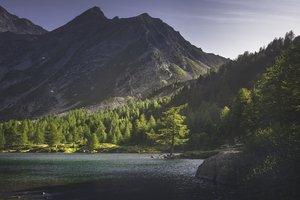 A fir tree along the shores of Lake Arpy. Italy