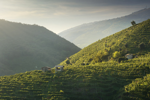 Vineyards and a few small rural cottages on the Prosecco hills. 