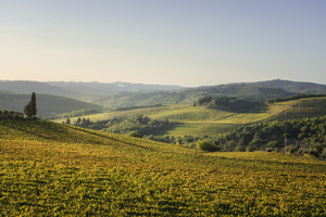 Panzano in Chianti vineyards landscape at sunset. Tuscany