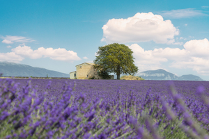 Lavender field a house and a tree. France