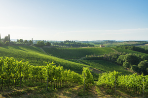 Vineyards in the San Gimignano countryside. Tuscany Italy