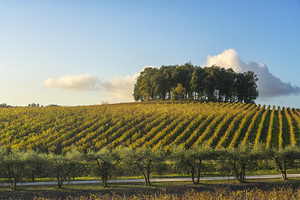 Trees on a hill above a vineyard. Chianti region. Tuscany