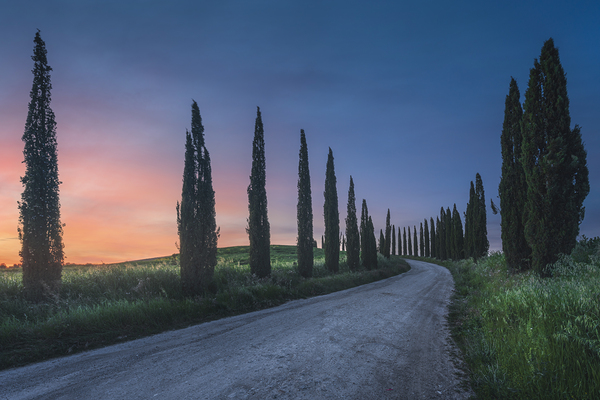 Country road with cypress trees at sunset. Tuscany Print
