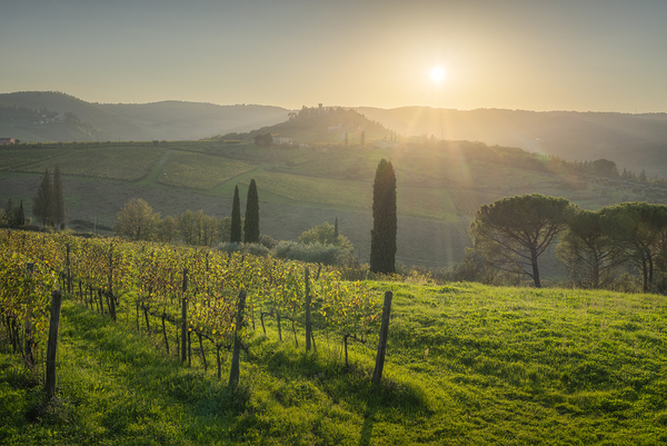 Chianti vineyards landscape at sunset. Tuscany Print