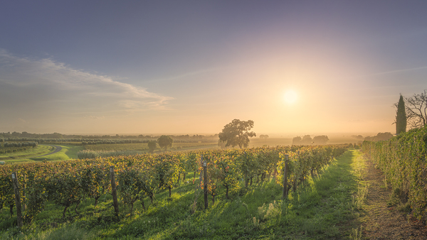 Bolgheri vineyards and trees in a foggy sunset Print