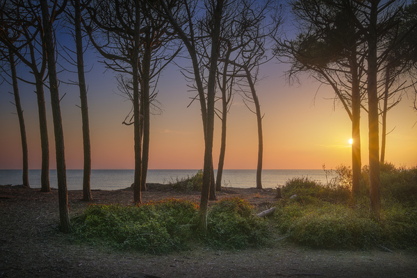 Pine trees and sea at sunset in Tuscany Print