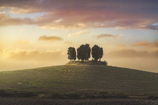 Cypress grove in Tuscany Print