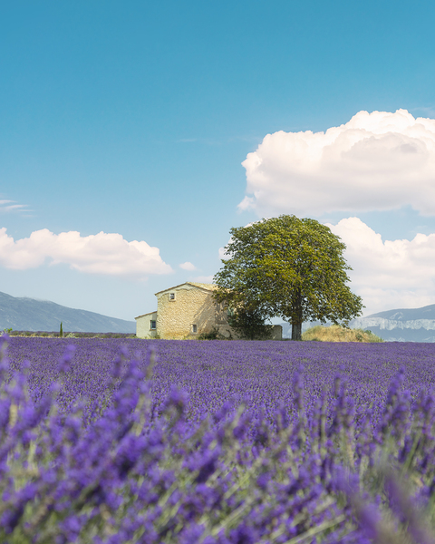 Lavender field a house and a tree. Provence France Print