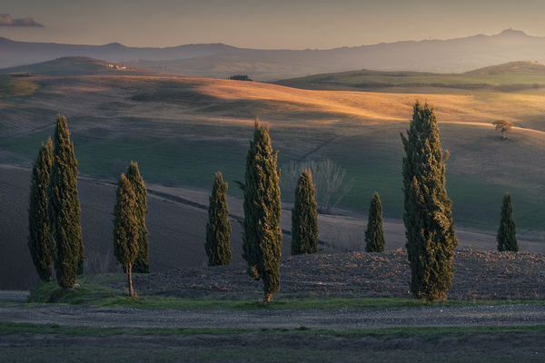 Cypresses of Orcia Valley and the last lights of the sunset Print