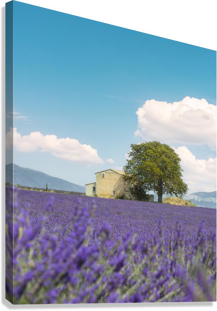 Lavender field a house and a tree. Provence France Canvas Print