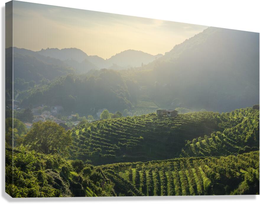 Prosecco Hills vineyards at sunset Canvas Print