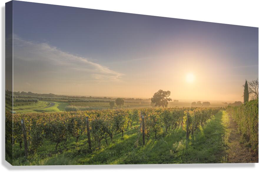 Bolgheri vineyards and trees in a foggy sunset Canvas Print