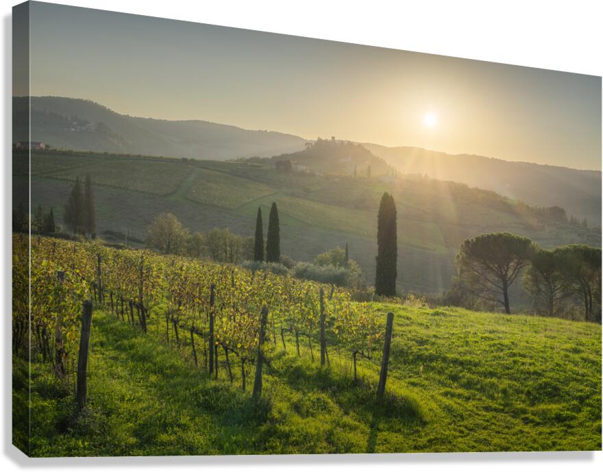 Chianti vineyards landscape at sunset. Tuscany Canvas Print