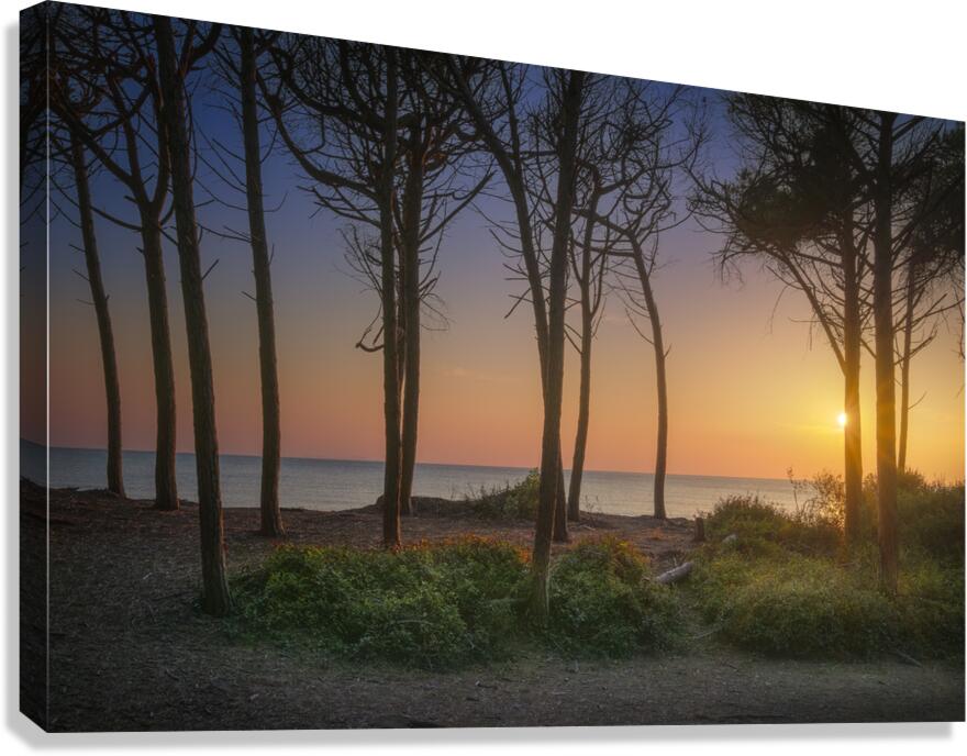 Pine trees and sea at sunset in Tuscany Canvas Print