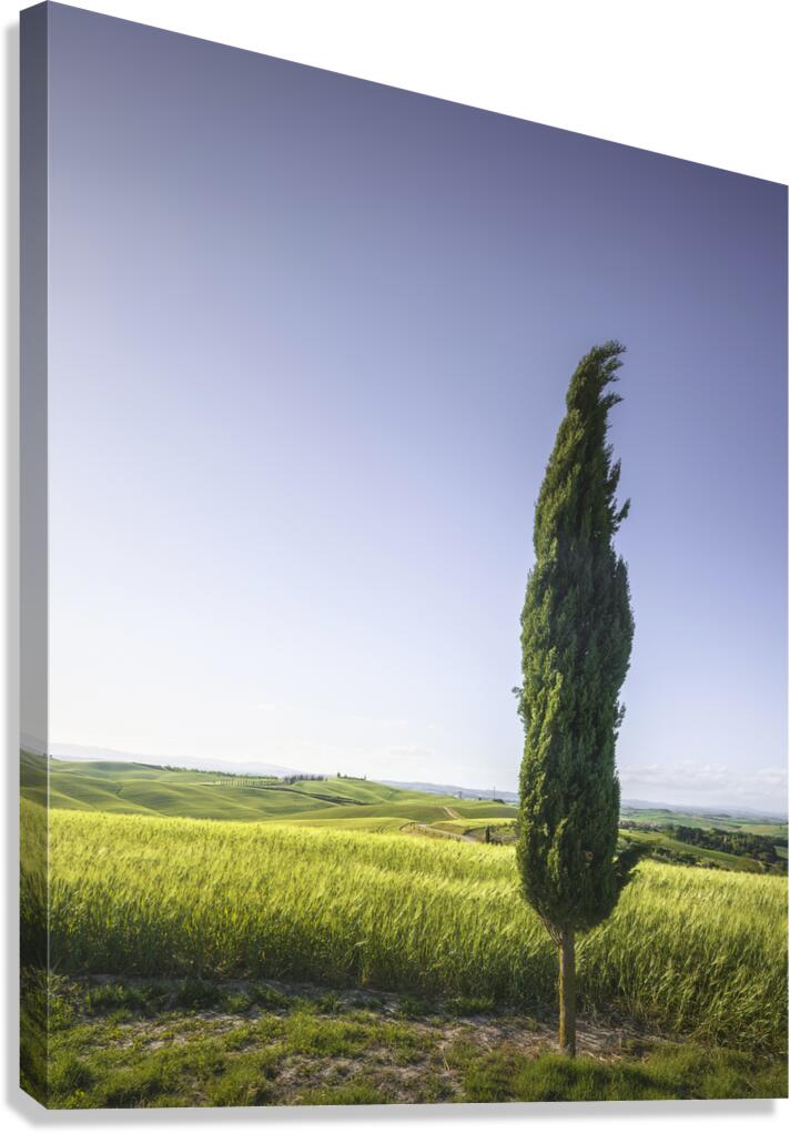 Cypress tree along the route of the via Francigena. Tuscany Canvas Print