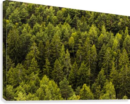 Green Forest Trees Canvas Print