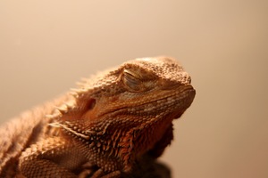 dragon-barbue