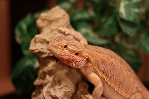 dragon barbue Guetane