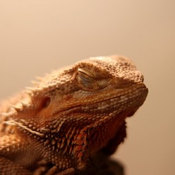 dragon-barbue
