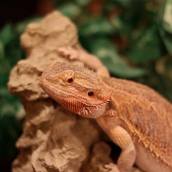 dragon barbue Guetane