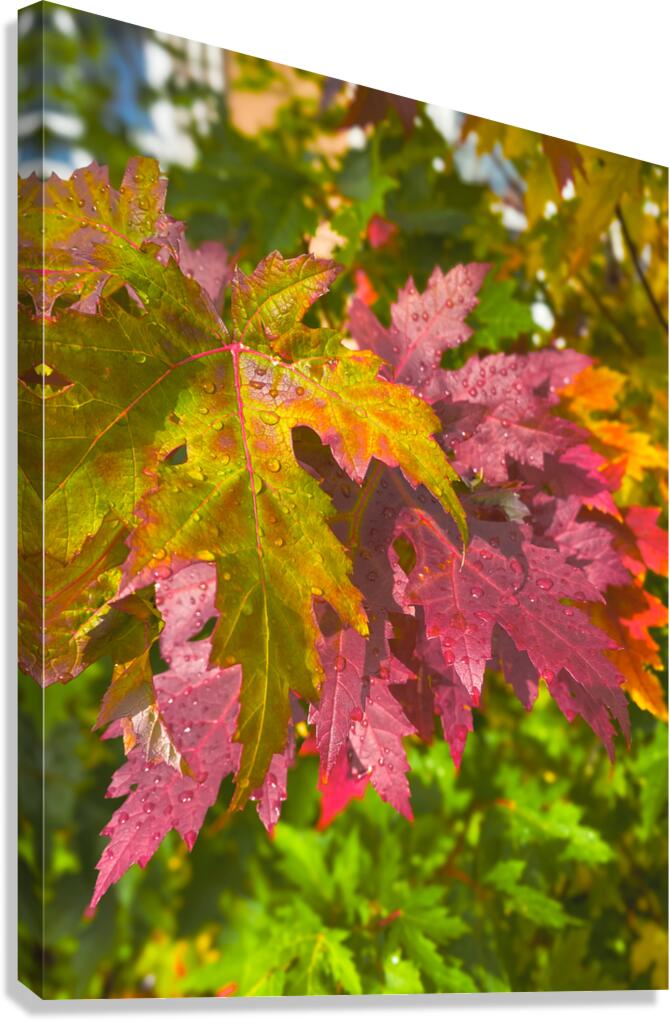 After Showering Canvas Print