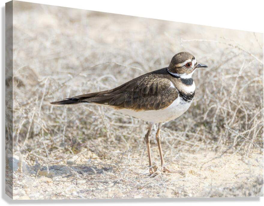 Single Killdeer Canvas Print