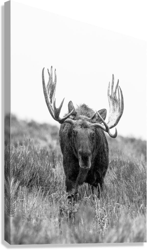 DIGNITY B W  Canvas Print