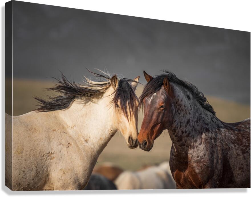 AFFECTION  Canvas Print