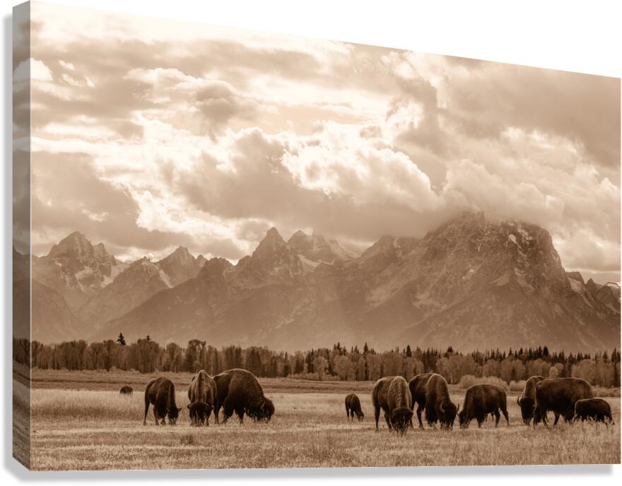 LEGACY Canvas Print