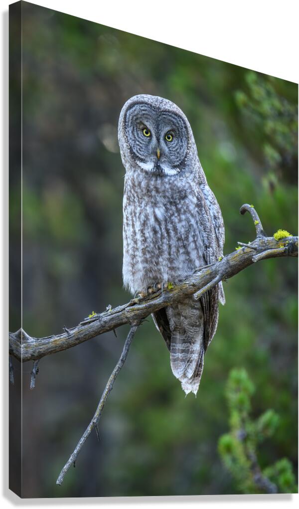 MERLIN Canvas Print