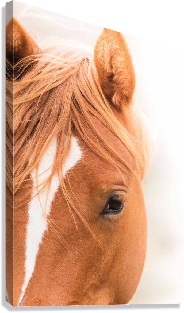 GRACE  Canvas Print