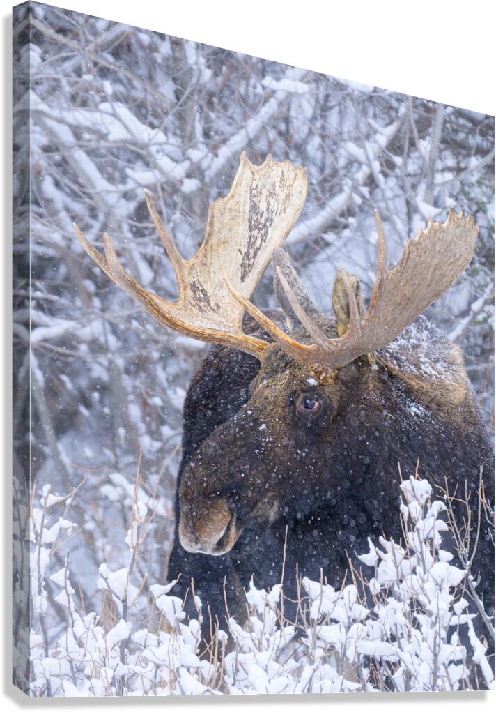 SNOW CHIEF  Canvas Print