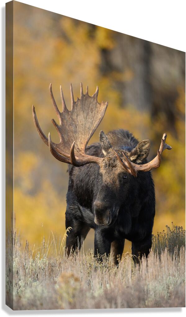 SOVEREIGN Canvas Print